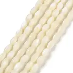 Natural Trochid Shell/Trochus Shell Beads Strands