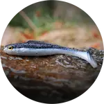 Redbass gumová nástraha ripper kicker black/silver - l 100 mm