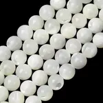 Natural Trochid Shell/Trochus Shell Beads Strands