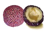 Lk baits boilie nutrigo pellets chilli halibut - 20 mm 200 ml