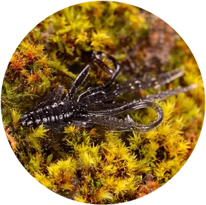 Redbass gumová nástraha nymfa dark black - s 53 mm