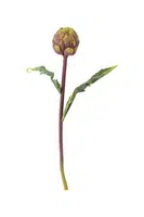 Umělé květiny Bloomingville Protea Stem 54 cm více barev