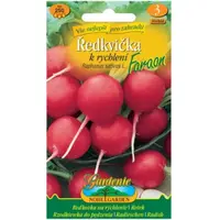 Reďkovka na rýchlenie Faraon, guľatá červená