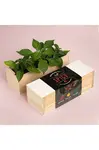 Sada na pěstování rostlin RESETEA Spicy Growing Kit 21 x 7,8 x 6,5 cm více barev