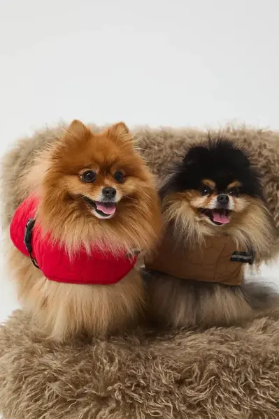 Bunda pre zvieratko Medicine