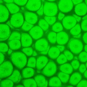 Barva Pébéo Fantasy Prisme 45ml – 63 Fluorescent green