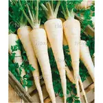 GardenSeed Premium Výsevný pásik Petržlen záhradný Osborne