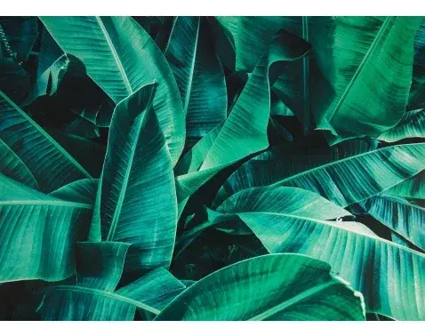 Obraz na plátne Tropické listy, 70x50 cm%