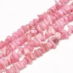 Freshwater Shell Beads Strands