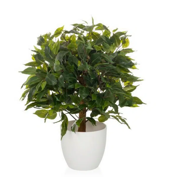 MID.YOU UMĚLÁ ROSTLINA fikus benjamín