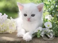Bílé kotě - puzzle z kategorie Zvířata