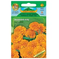 Aksamitnica rozložená plnokvetá, oranžová