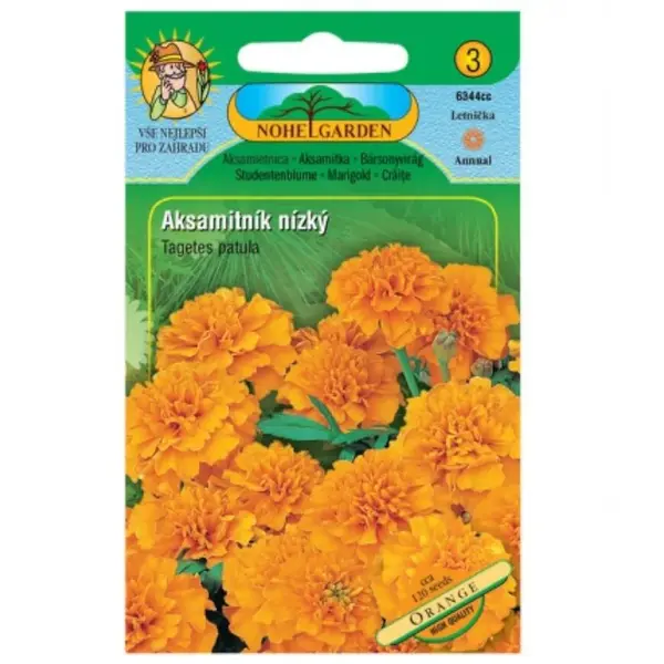 Aksamitnica rozložená plnokvetá, oranžová