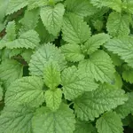 Medovka lekárska Bio