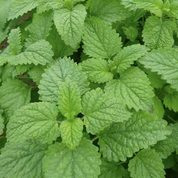 Medovka lekárska Bio