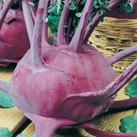 Kaleráb modrý, neskorý Violeta