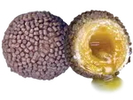 LK Baits Nutrigo Pellets Romadur Halibut, 250ml, 24mm