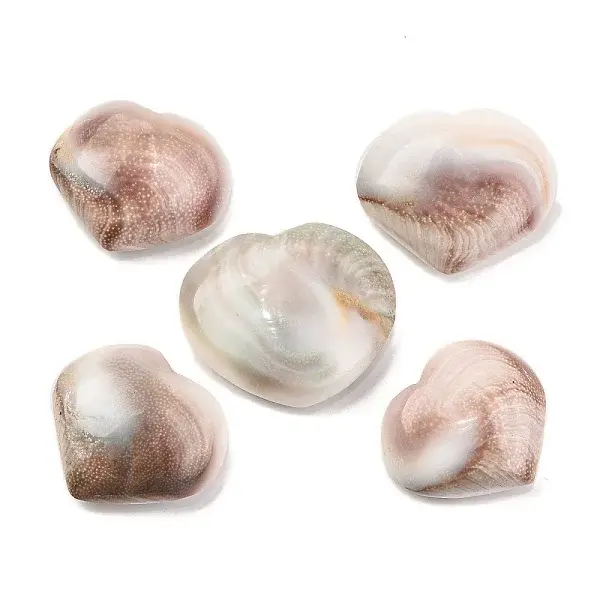 Natural Shiva Eye Shell Cabochons