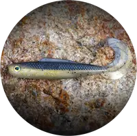 Redbass gumová nástraha twister kixter bass - xxl 200 mm 50,7 g