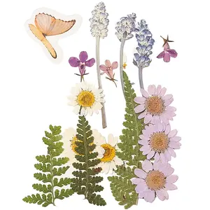 Pressed Dried Flowers