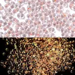 Luminous Glass Seed Beads