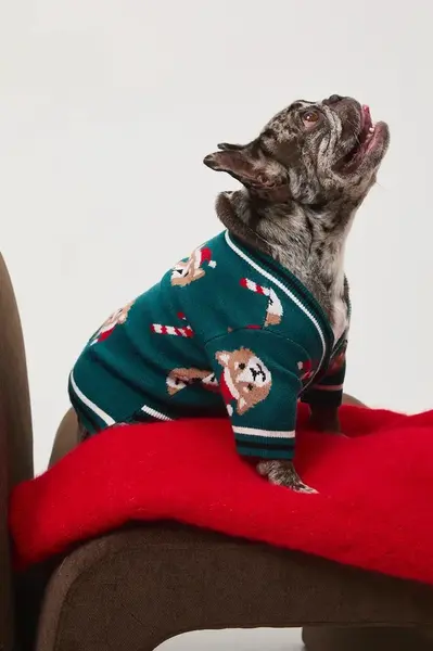 Svetr pro mazlíčka Medicine