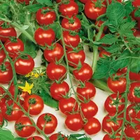 Rajčiak Cherrola F1