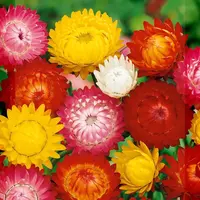 Slamiha vysoká - Zmes na sušenie