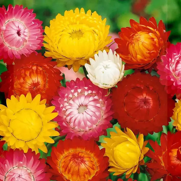 Slamiha vysoká - Zmes na sušenie