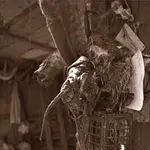 Návrat k sově - Ádám Bodor
