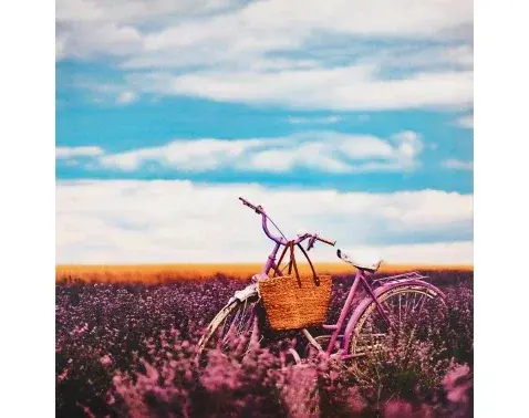 Obraz na plátne Bicykel v levanduli, 50x50 cm%