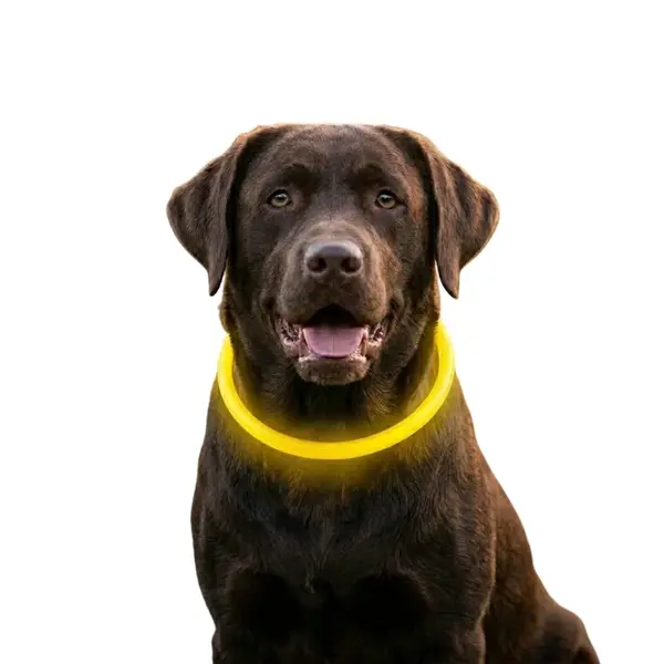 Reedog Full Light USB nabíjací svietiaci obojok pre psy a mačky