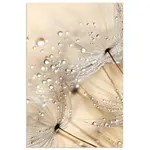 MuchoWow PLAKÁT Pampeliška - Abstraktní - Příroda - Béžová 40x60 cm