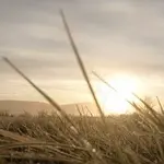 The Landscapes – Let's Flow with It