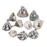 Brass & Natural Spiral Shell Pendants
