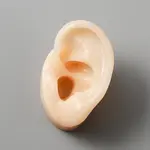 Silicone Ear Flexible Model Body Part Displays