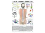 Centrální nervstvo - anatomický plakát