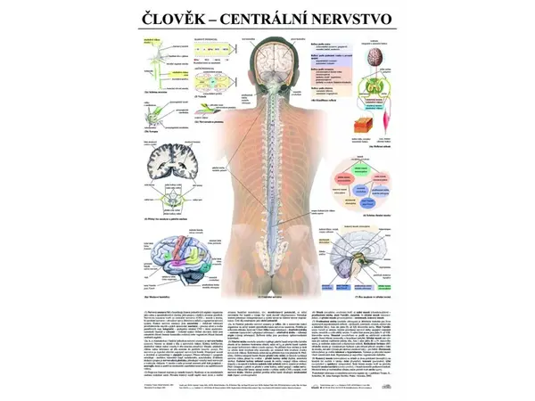 Centrální nervstvo - anatomický plakát