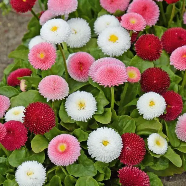 Sedmokráska obyčajná