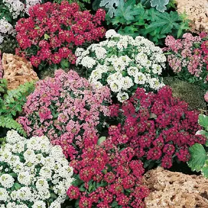 Lobulária zmes semínko