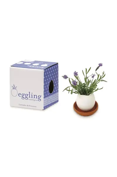 Sada pro pěstování rostlin Noted Eggling Lavender de Provence