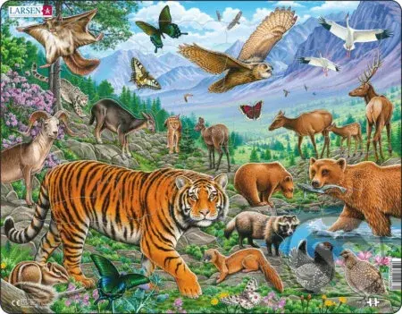 Amurský tiger puzzle FH39 - puzzle z kategorie Naučné puzzle