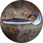 Redbass gumová nástraha twister kixter brown/silver - xs 45 mm uv