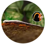 Redbass smáčik big snake brown/silver - 20 cm 24,5 g