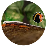 Redbass smáčik big snake brown/silver - 20 cm 24,5 g