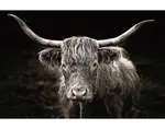 Obraz na pláte Škótska krava, 90x60 cm%