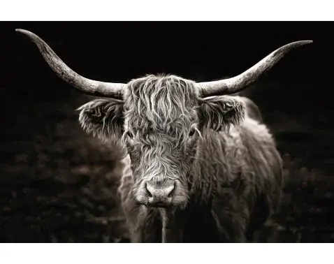Obraz na pláte Škótska krava, 90x60 cm%
