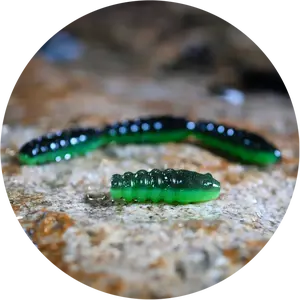 Redbass gumová nástraha trout grub black/green - 3x33 mm