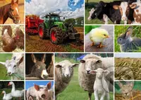 Collage - Farmyard Animals - puzzle z kategorie Umělecké