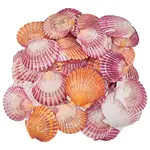 500G Natural Shell Ornaments